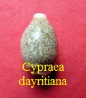 Cypraea (Eclogavena) dayritiana, Cate 1963